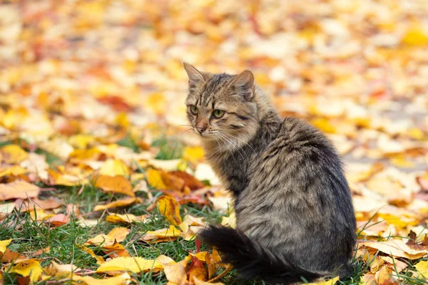 Katze Sitzt Herbst Draußen Auf Den Blättern — Stockfoto