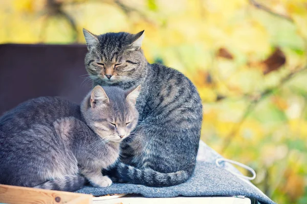 Dois Gatos Relaxando Jardim Outono — Fotografia de Stock