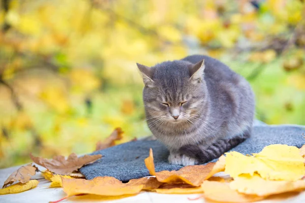 Gato Relajándose Jardín Otoño — Foto de Stock