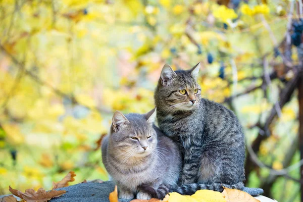 Dois Gatos Relaxando Jardim Outono — Fotografia de Stock