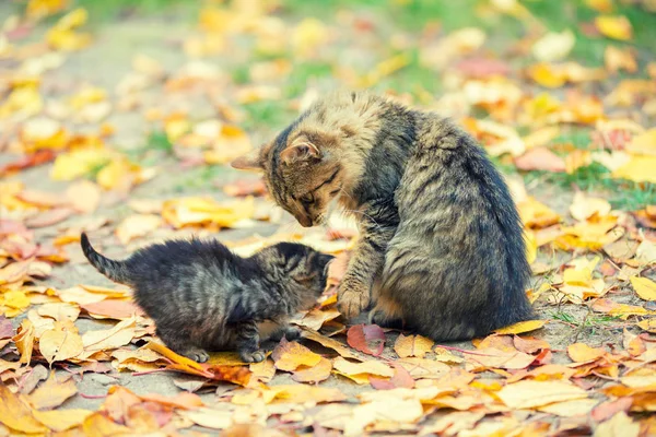 Anne Kedi Bir Bahçe Sonbaharda Düşen Yapraklar Üzerinde Küçük Kedi — Stok fotoğraf