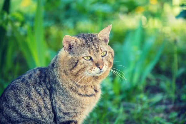 Πορτρέτο Του Ένα Στοχαστικό Γάτα Στον Κήπο — Φωτογραφία Αρχείου