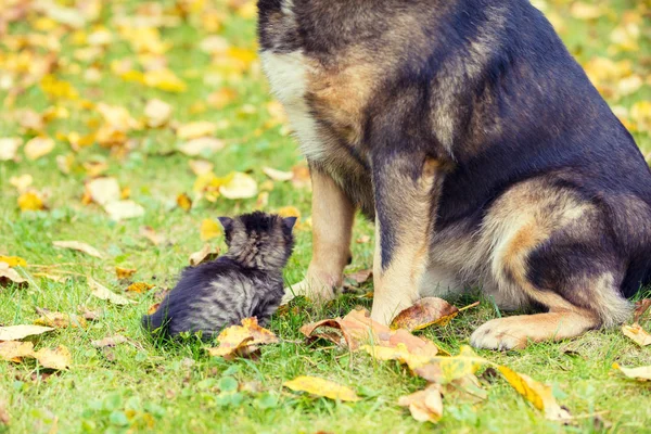 Büyük Bir Köpek Küçük Bir Kedi Yavrusu Açık Havada Birlikte — Stok fotoğraf