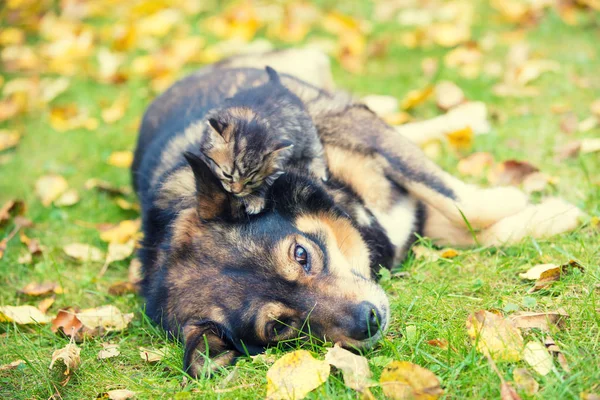 A big dog and a little kitten are the best friends playing together outdoors. The kitten lies on the dog\'s head