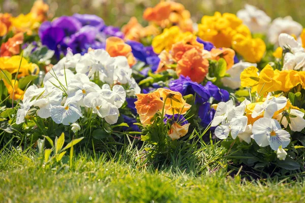 Bloeiende Viooltjes Bloemen Tuin — Stockfoto