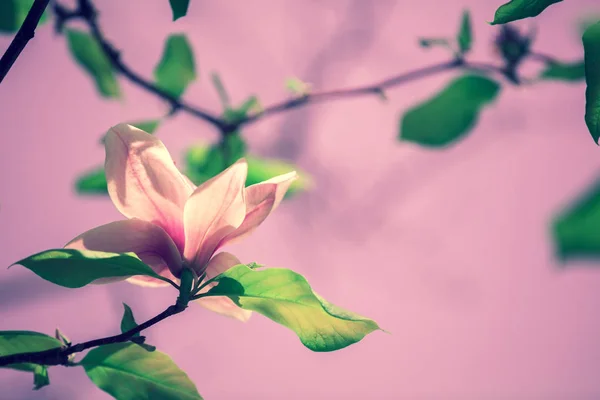 Цветущие Цветы Магнолии Весна — стоковое фото
