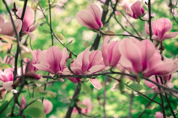 Fiori Magnolia Fiore Primavera — Foto Stock
