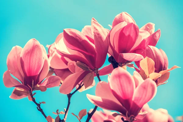 Blühende Magnolienblüten Frühling — Stockfoto