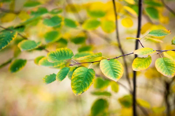 Естественный Фон Осенняя Природа Листья Ветвях Парка — стоковое фото