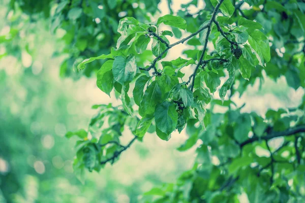 Branche Aux Feuilles Vertes Dans Verger Belle Nature Printanière Contexte — Photo