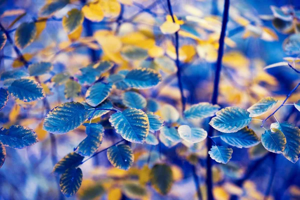Naturlig Bakgrund Höstens Natur Löv Busken Parken Blå Gul Filter — Stockfoto