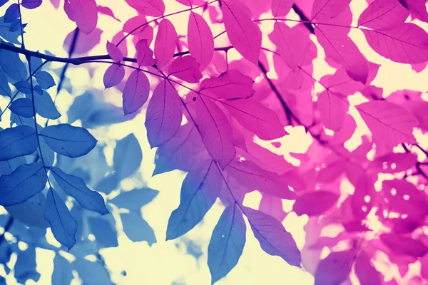 クルミの木 カラフルな枝 ブルー パープル グラデーション — ストック写真