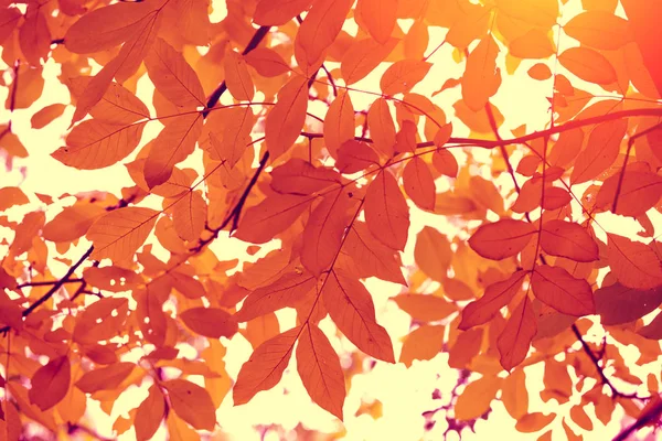 Orzech Drzewa Jesienią Gałęzie Pomarańczy Pozostawia — Zdjęcie stockowe