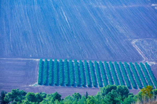 Veduta Aerea Del Campo Seminativo Oliveto — Foto Stock