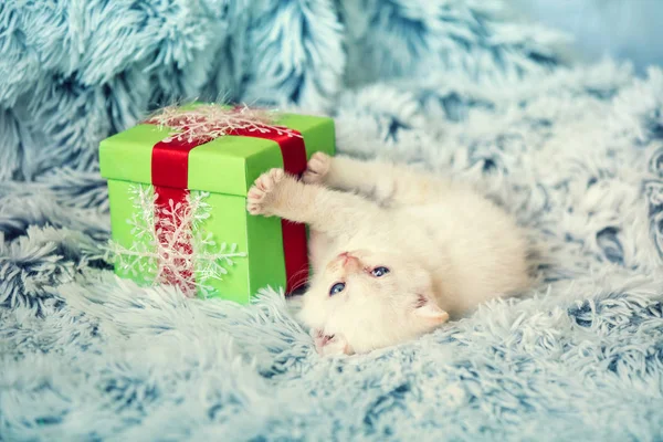 Süßes Weißes Kätzchen Liegt Auf Der Geschenkbox Auf Der Flauschigen — Stockfoto