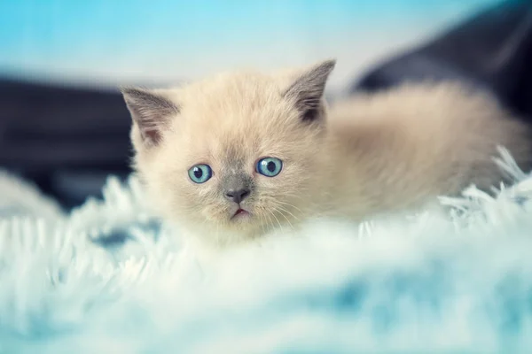 Cute Little Kitten Lying Back Soft Fluffy Blue Blanket — Stock Photo, Image