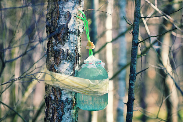 Production of birch sap in glass jar in the forest. Springtime