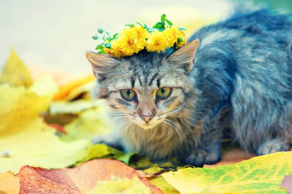 Gato Con Corona Flores Sentado Aire Libre Hojas Caídas Otoño —  Fotos de Stock