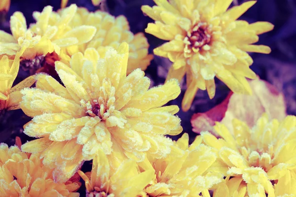 Chrysanthemum Květiny Pokryté Jinovatka Podzimní Zahradě — Stock fotografie
