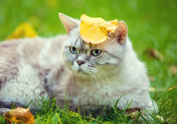 Portret Van Een Kat Met Blad Het Hoofd Kat Liggend — Stockfoto