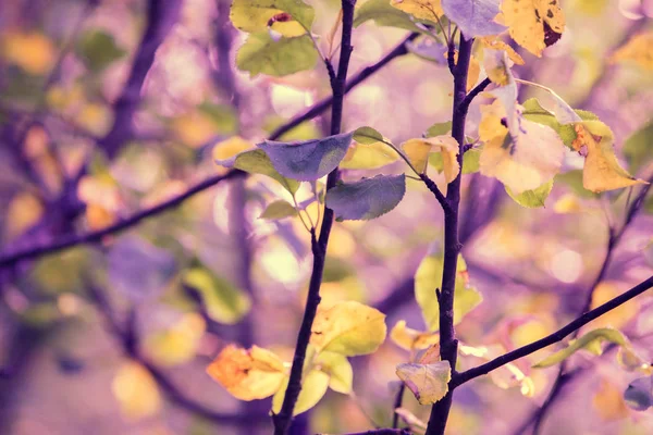 Maçã Ramos Árvore Jardim Outono Cor Rosa — Fotografia de Stock