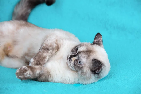 담요에 귀여운 고양이 — 스톡 사진
