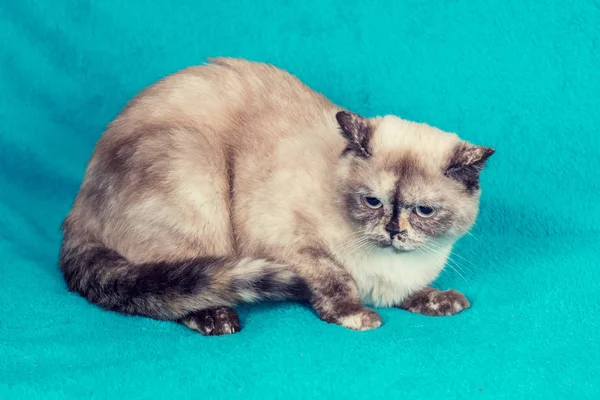 Dulce Británico Taquigrafía Gato Sentado Azul Manta — Foto de Stock