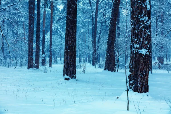 Pine Snowy Forest Winter Blue Toned — Stock Photo, Image