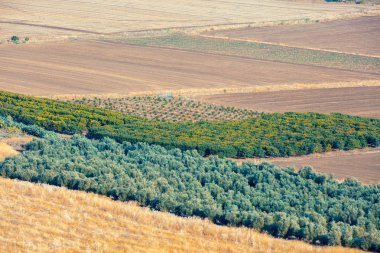 Tarıma elverişli alanlar ve zeytin ekimi havadan görünümü