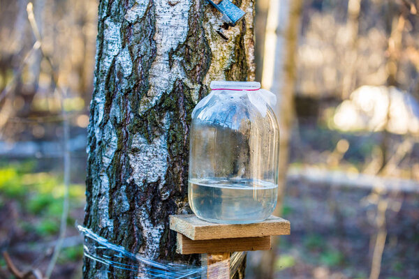 Production of birch sap in glass jar in the forest. Springtime
