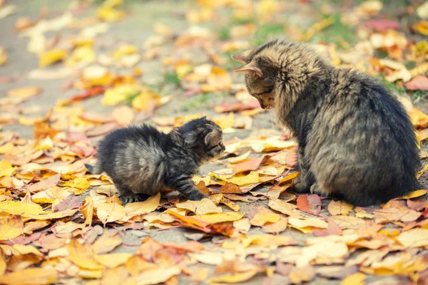 Pequeno Gatinho Com Gato Mãe Jardim Folhas Caídas Outono — Fotografia de Stock