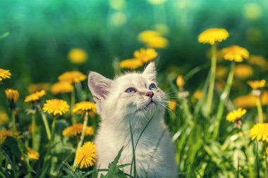 Karahindiba sahada yürüyen küçük bir kedi yavrusu portresi