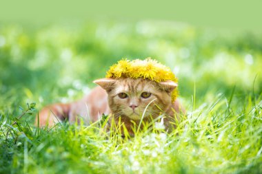 küçük kırmızı kedi yeşil çim üzerinde karahindiba çiçek çelenk taç