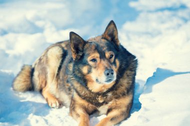 Köpek dışarıda kışın karda yalan. Köpek bir dinlenme karda vardır.