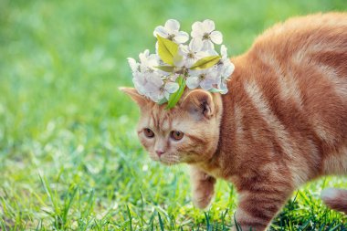 Sevimli küçük bir kırmızı kedi yavrusu kafasına kiraz çiçekleri ile portresi. Bahçede çim üzerinde yürüyen kedi