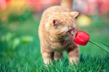 Küçük kırmızı kedi Lale çiçek bahçesinde Bahar kokluyor.