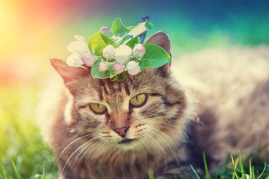 Açık havada bahar çiçekleri kafasına ile siberian kedi portresi