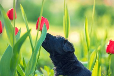 Karahindiba çelenk, çimenlerde baharda oturan giymiş labrador retriever köpek yavrusu