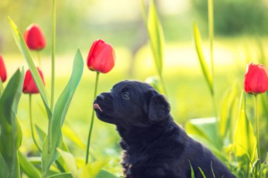 Karahindiba çelenk, çimenlerde baharda oturan giymiş labrador retriever köpek yavrusu