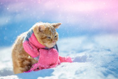 Küçük bir kırmızı kedi yavrusu giyen portre eşarp açık havada kışın örme