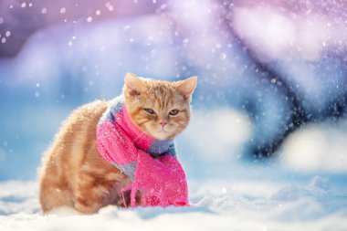 Küçük bir kırmızı kedi yavrusu giyen portre eşarp açık havada kışın örme