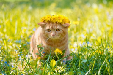 küçük kırmızı kedi yeşil çim üzerinde karahindiba çiçek çelenk taç