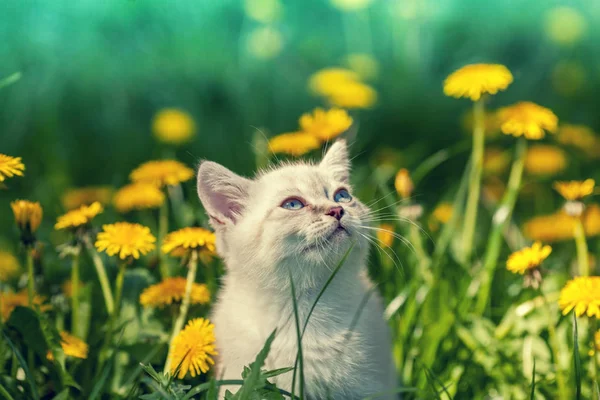 Portrait Petit Chaton Marchant Sur Champ Pissenlit — Photo