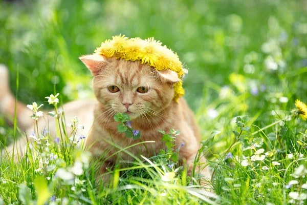 Kleine Rode Kitten Gekroond Chaplet Van Paardebloem Bloemen Groen Gazon — Stockfoto