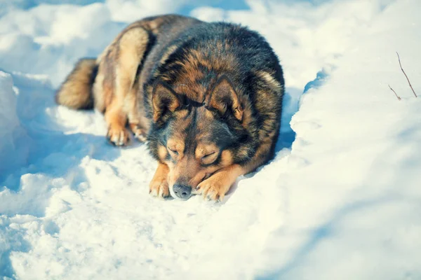 Dog lying outdoors in the snow in winter. A sad dog is sleeping in the snow