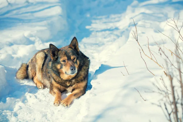 Perro Tendido Aire Libre Nieve Invierno Perro Descansa Nieve —  Fotos de Stock