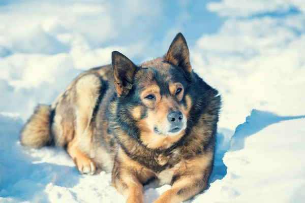 Köpek dışarıda kışın karda yalan. Köpek bir dinlenme karda vardır.