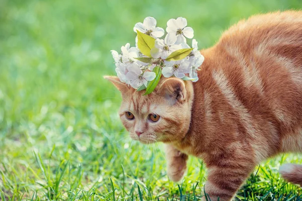 Sevimli küçük bir kırmızı kedi yavrusu kafasına kiraz çiçekleri ile portresi. Bahçede çim üzerinde yürüyen kedi