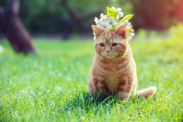 Küçük bir kırmızı kedi yavrusu kafasına kiraz çiçekleri ile portresi. Çim bahçesinde oturan kedi