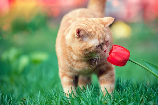 Küçük kırmızı kedi Lale çiçek bahçesinde Bahar kokluyor.
